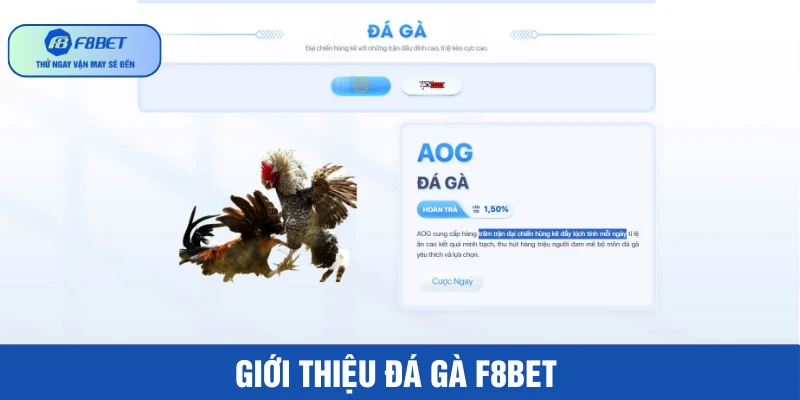 Đá gà F8BET thu hút hàng nghìn thành viên truy cập